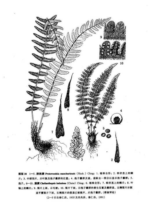 滇蕨屬 滇蕨屬