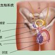 前列腺併發症 前列腺併發症