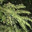神黃豆(植物) 神黃豆(植物)