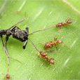 馬達加斯加神秘蟻