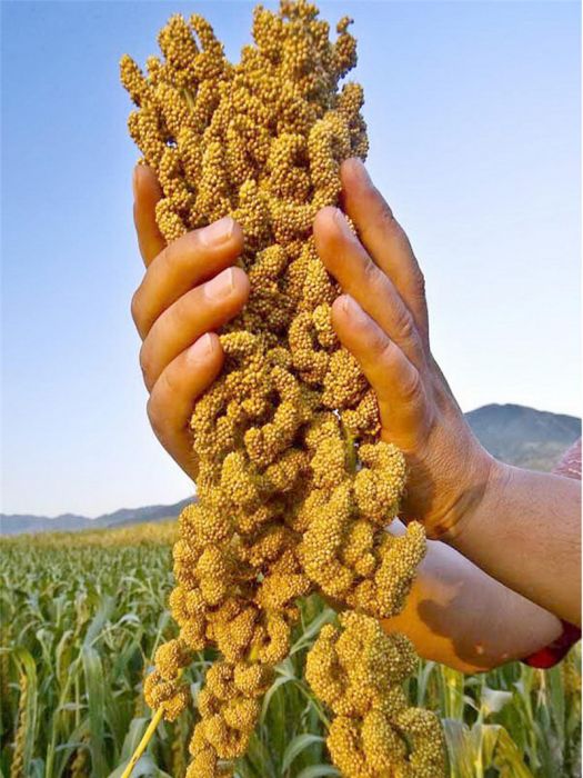 紅石砬小米 紅石砬小米