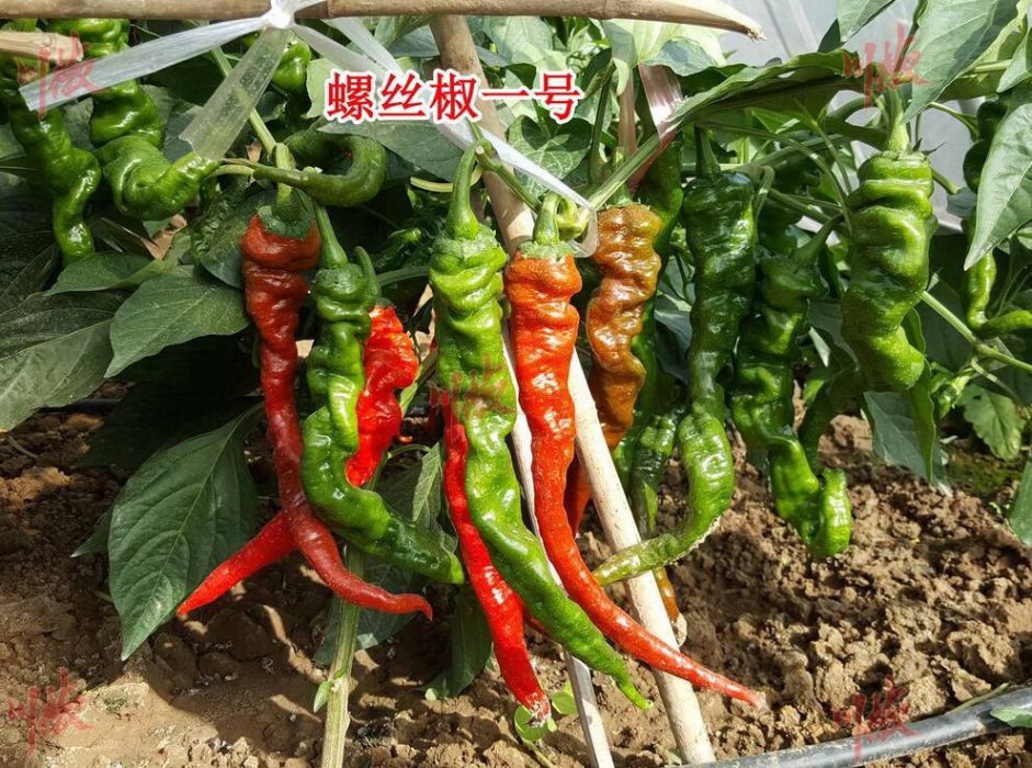 螺絲椒1號 螺絲椒1號