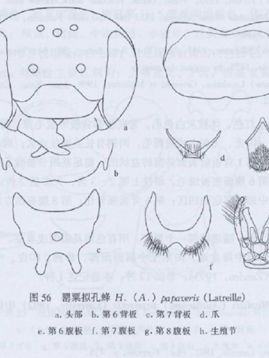 嬰粟擬孔蜂 嬰粟擬孔蜂