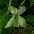 闊鞘堇菜組 闊鞘堇菜組