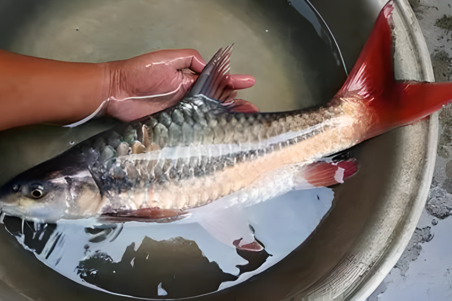 瀾滄湄公魚