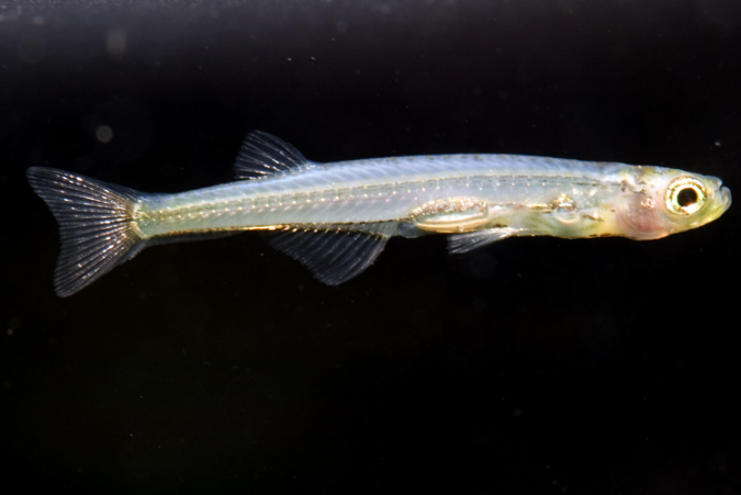 小丹魚屬 小丹魚屬