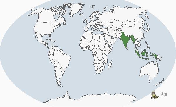 爪哇灰鴨分布圖