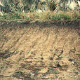東河遺址群 東河遺址群