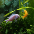 斑馬宮麗魚 斑馬宮麗魚