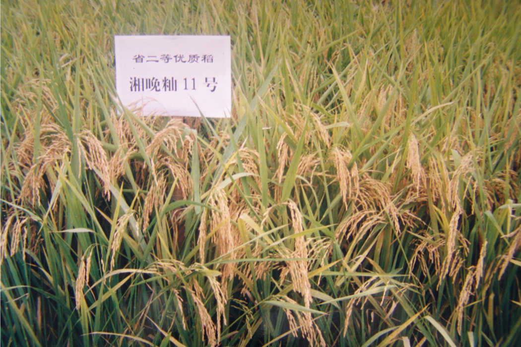 湘晚秈11號 湘晚秈11號