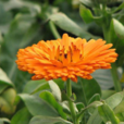 金盞菊(中藥) 金盞菊(中藥)