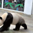 咚咚(濟南動物園大熊貓咚咚) 咚咚(濟南動物園大熊貓咚咚)
