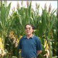 汪黎明(山東省農業科學院玉米研究所所長) 汪黎明(山東省農業科學院玉米研究所所長)