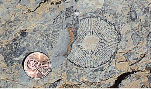 古杯類生物化石