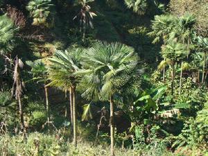 棕櫚產業