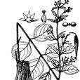雲南娃兒藤(米辣子) 雲南娃兒藤(米辣子)