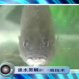淡水黑鯛 淡水黑鯛