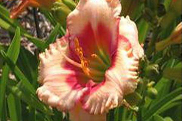 Hemerocallis \x27Little Baby Mine\x27
