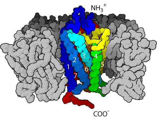 G蛋白偶聯受體中的七個跨膜α螺旋