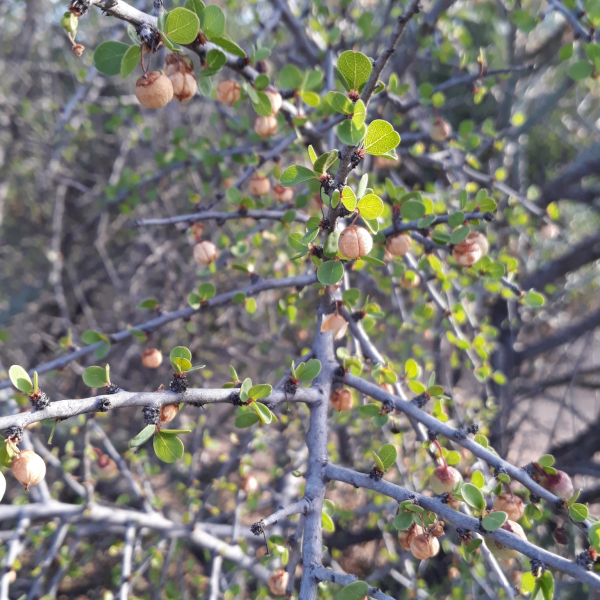 Colubrina viridis