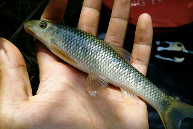 雲南瓣結魚 雲南瓣結魚