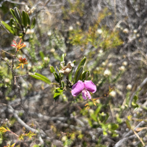 Podalyria oleifolia
