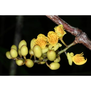 Candolleodendron brachystachyum