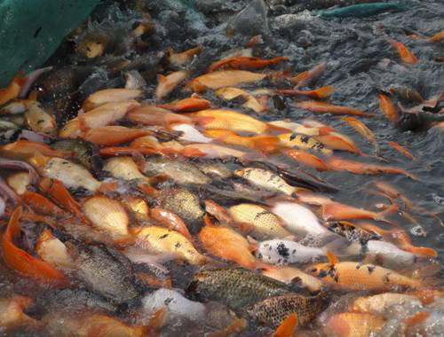 甌江彩鯉