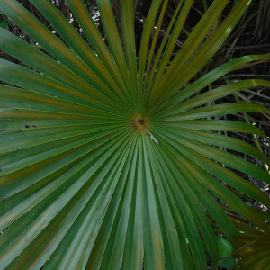Coccothrinax alta