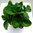 胡椒草 胡椒草