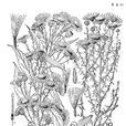 赤莖羊耳菊 赤莖羊耳菊