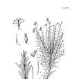 松葉沙參 松葉沙參
