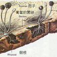麵包霉 麵包霉