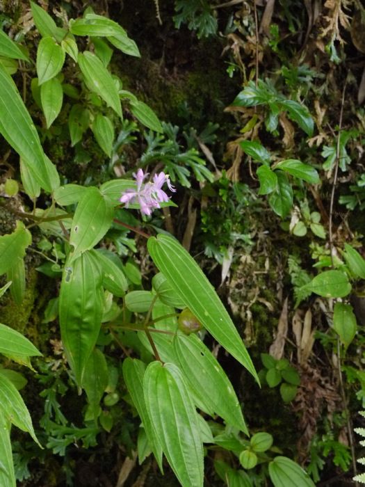 異藥花 異藥花