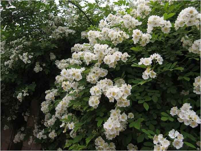 荷花薔薇 荷花薔薇