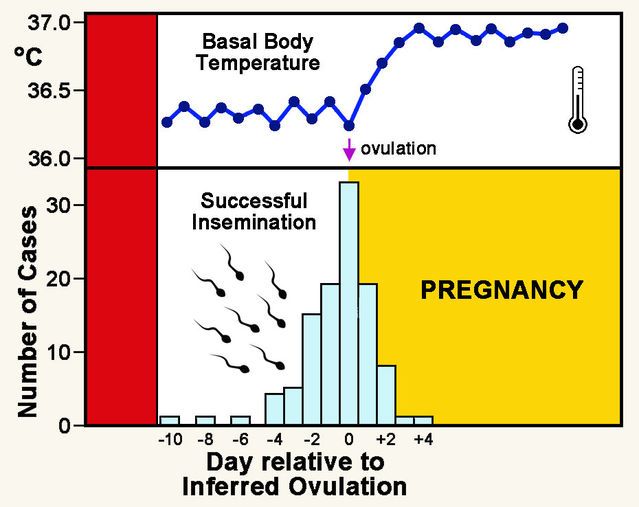 精子生存溫度 精子生存溫度