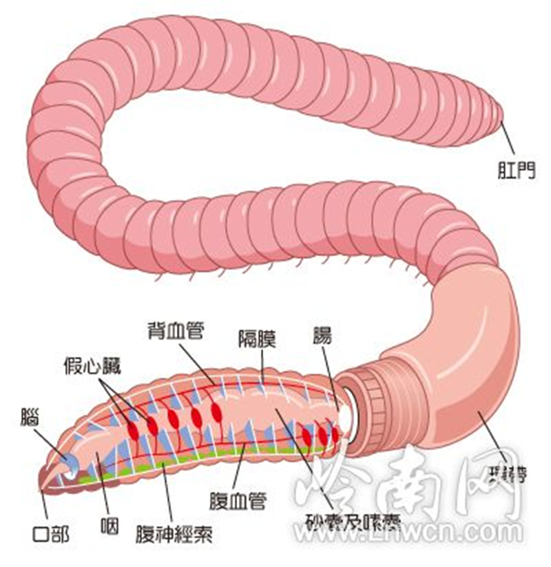 蚯蚓解剖圖