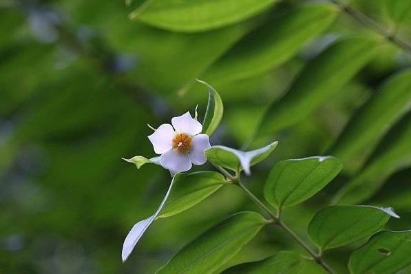 翼藥花屬 翼藥花屬