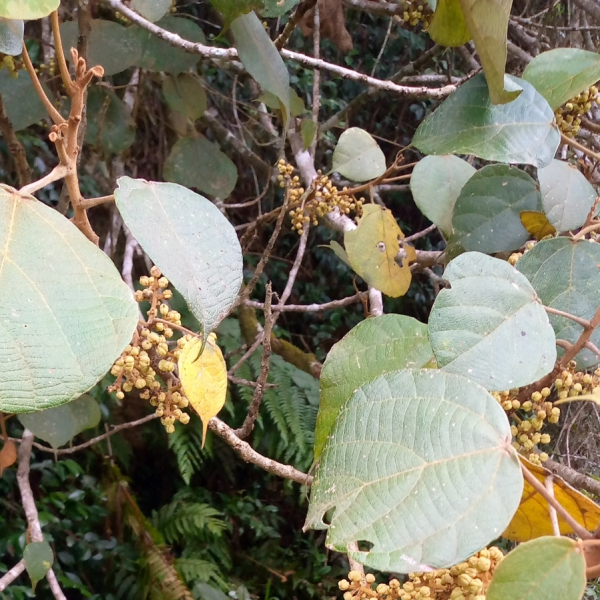 Macaranga sphaerophylla