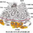 支持細胞