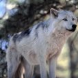 聳狼