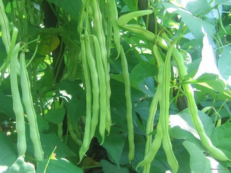 鄂菜豆1號 鄂菜豆1號