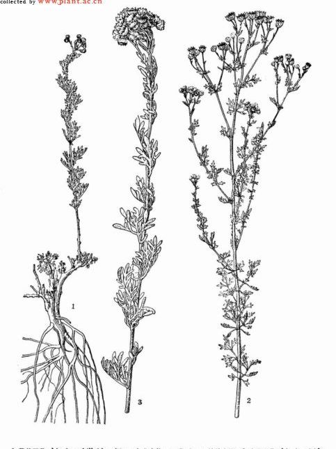 光苞亞菊 光苞亞菊