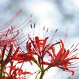 曼珠沙華(舍子花（舍子花）)