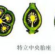 中軸胎座 中軸胎座