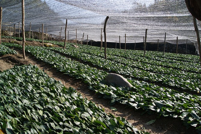 茶葉育苗基地