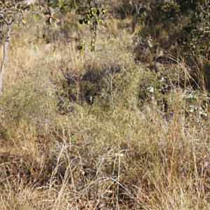 Searsia keetii