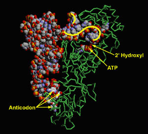 色氨醯tRNA合成酶的晶體結構