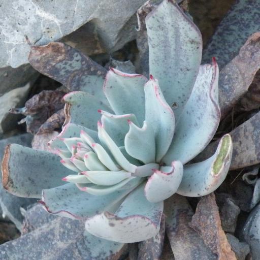 米納斯(景天科擬石蓮屬植物) 米納斯(景天科擬石蓮屬植物)
