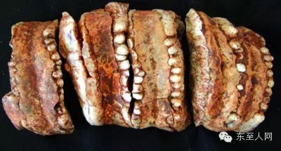 東方劍齒象牙齒化石